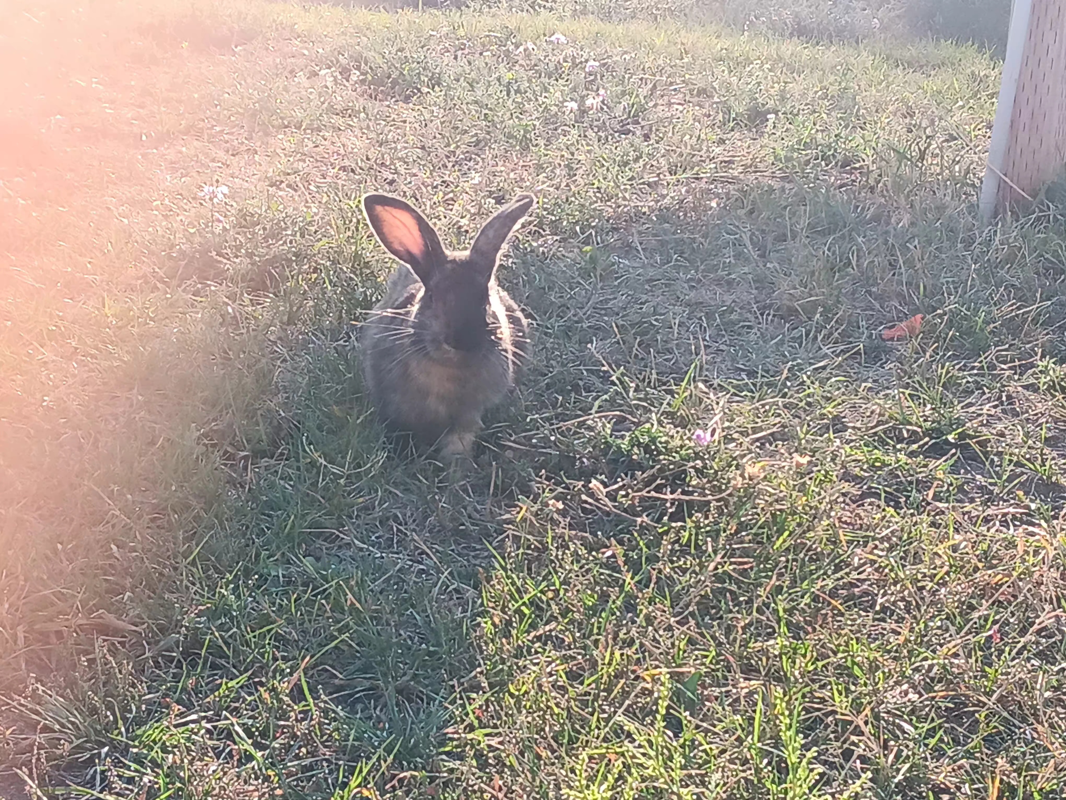 Would you like to help support our efforts? – Rodney Rabbit Rescue
